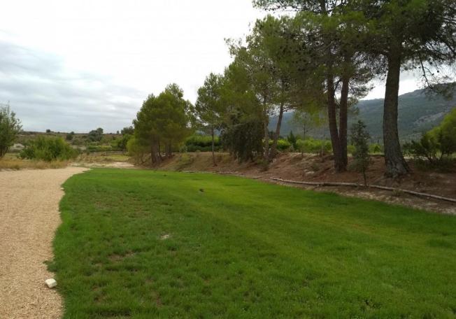 Zona de césped y sombra entre pinos