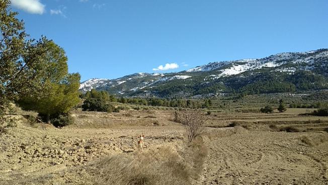 La Serra de Mariola nevada vista desde los campos de la finca